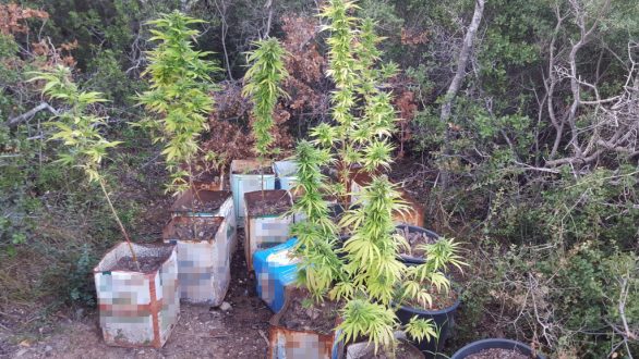 Σύλληψη 64χρονου καλλιεργητή κάνναβης στην Αλεξανδρούπολη