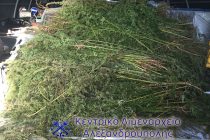 Το λιμενικό βρήκε 3000 δενδρύλλια κάνναβης στη …Βύσσα