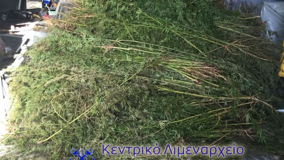 Το λιμενικό βρήκε 3000 δενδρύλλια κάνναβης στη …Βύσσα