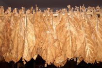 Οι καπνοκαλλιεργητές σε Ροδόπη και Έβρο ακριβαίνουν τον καπνό