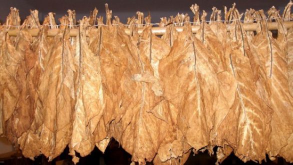 Οι καπνοκαλλιεργητές σε Ροδόπη και Έβρο ακριβαίνουν τον καπνό