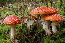 Σεμινάριο ΚΠΕ Μαρώνειας: «Γνωρίζοντας τα άγρια μανιτάρια της Ροδόπης»