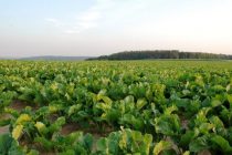 Διαμαρτυρία-Αίτημα Τευτλοκαλλιεργητών Ορεστιάδας