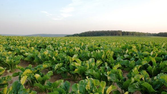 Καταβλήθηκε 10% της περσινής σοδειάς στους τευτλοπαραγωγούς