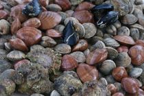 Προσωρινή απαγόρευση αλιείας μαλάκιων στον Έβρο