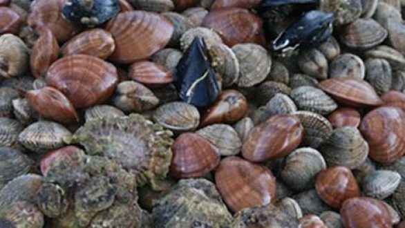 Προσωρινή απαγόρευση αλιείας μαλάκιων στον Έβρο