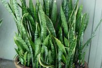 Ποιο φυτό είναι το ιδανικό για το υπνοδωμάτιο