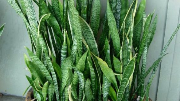 Ποιο φυτό είναι το ιδανικό για το υπνοδωμάτιο