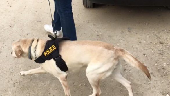 Φάρσα αποδείχθηκε η κλήση για βόμβα στα Δικαστήρια