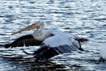 Πυροβόλησαν απειλούμενο είδος στον Έβρο