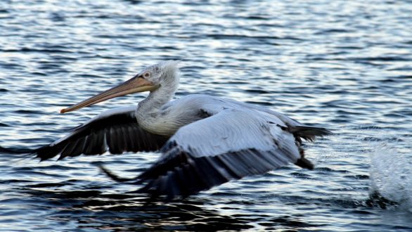 Πυροβόλησαν απειλούμενο είδος στον Έβρο