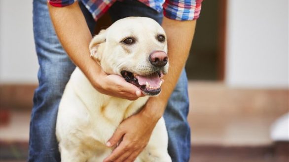 Υποχρεωτική η στείρωση στα κατοικίδια