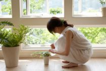 Η ευεργετική επίδραση των φυτών στο Φενγκ Σούι του σπιτιού