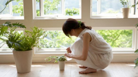 Η ευεργετική επίδραση των φυτών στο Φενγκ Σούι του σπιτιού