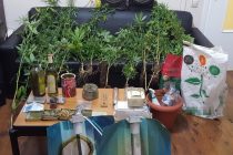 Σύλληψη 29χρονου στην Αλεξανδρούπολη για καλλιέργεια κάνναβης και κατοχή ναρκωτικών