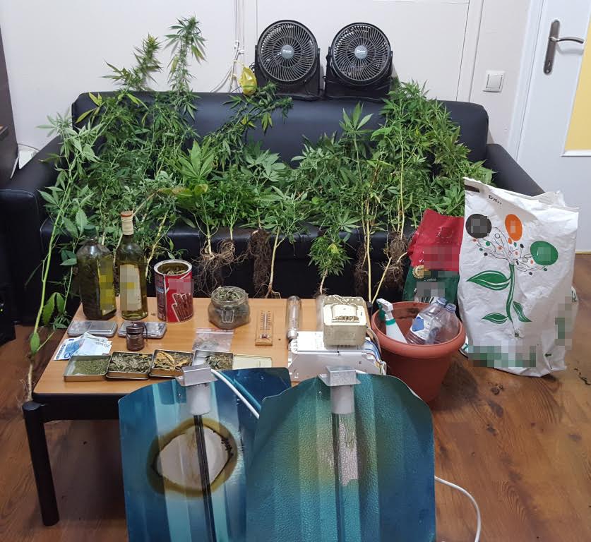 Σύλληψη 29χρονου στην Αλεξανδρούπολη για καλλιέργεια δενδρυλλίων κάνναβης και κατοχή ναρκωτικών