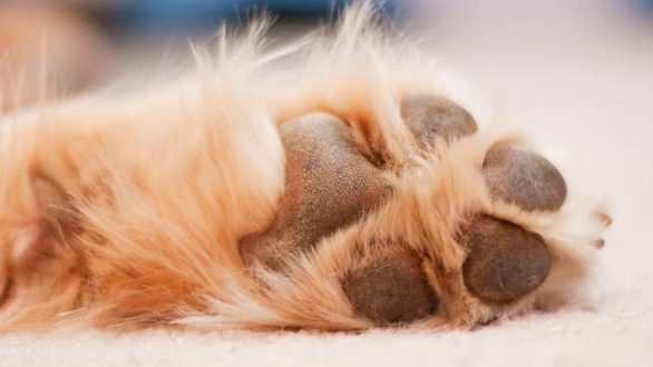 Το νέο Διοικητικό Συμβούλιο του Φιλοζωικού Σωματείου Διδυμοτείχου “Κυνοσόφιο”