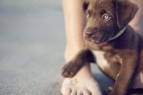 Ορεστιάδα: Κάλεσμα για ένταξη στο Μητρώο Αναδόχων αδέσποτων ζώων συντροφιάς