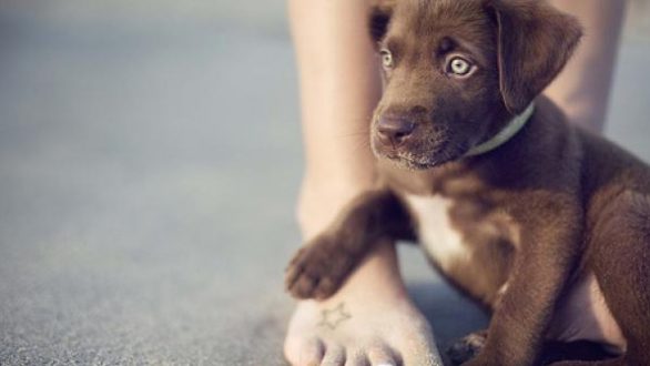 Ορεστιάδα: Κάλεσμα για ένταξη στο Μητρώο Αναδόχων αδέσποτων ζώων συντροφιάς