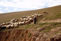 Επιστολή Κτηνοτροφικών Συλλόγων προς Αποστόλου και ΟΠΕΚΕΠΕ