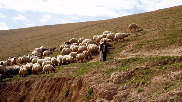 Επιστολή Κτηνοτροφικών Συλλόγων προς Αποστόλου και ΟΠΕΚΕΠΕ