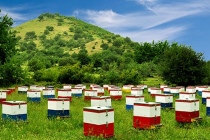 Μελισσοκλοπές καταγγέλλει ο Μελισσοκομικός Σύλλογος Κεντρικού Έβρου