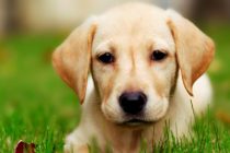 Φέρες: Γραφείο ενημέρωσης για το πρόγραμμα στείρωσης σκύλων του Δήμου