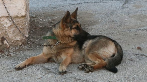 Σύλληψη για εγκατάλειψη σκύλου στην Ορεστιάδα