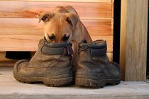 Πώς να εξουδετερώσετε τη δυσοσμία από τα παπούτσια