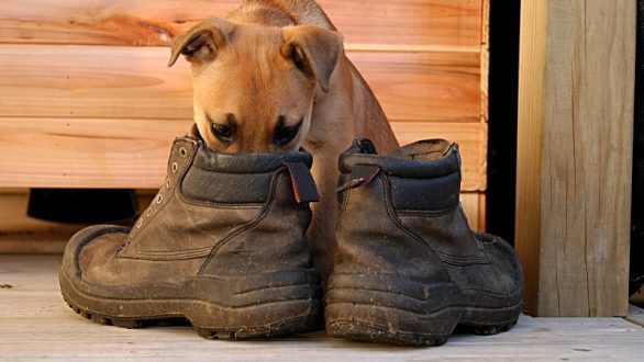 Πώς να εξουδετερώσετε τη δυσοσμία από τα παπούτσια