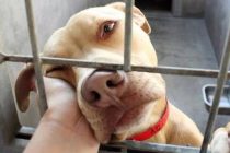 Χρηματοδότηση στους Δήμους του Έβρου για λειτουργία καταφυγίων αδέσποτων