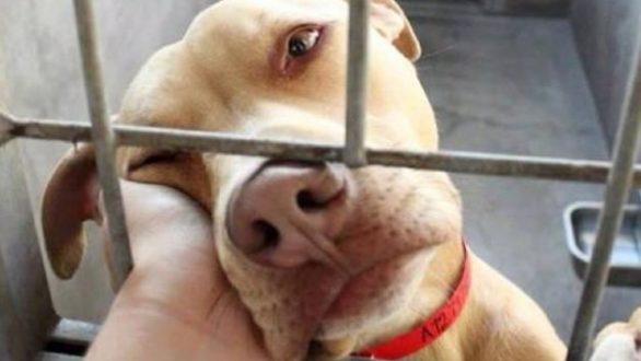 Εξιχνίαση απάτης για πώληση σκύλου μέσω διαδικτύου