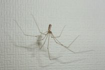 Τέσσερις τρόποι για να φύγουν οι αράχνες!