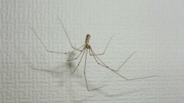 Τέσσερις τρόποι για να φύγουν οι αράχνες!