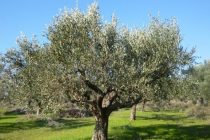 Διημερίδα με θέμα «Η Καλλιέργεια της Ελιάς» στη Σαμοθράκη