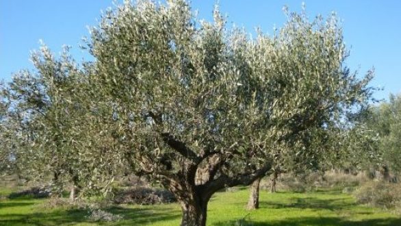 Διημερίδα με θέμα «Η Καλλιέργεια της Ελιάς» στη Σαμοθράκη