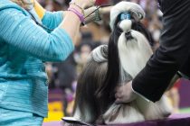 Καλλιστεία σκύλων στην 14η Ανθοκομική έκθεση Ορεστιάδας