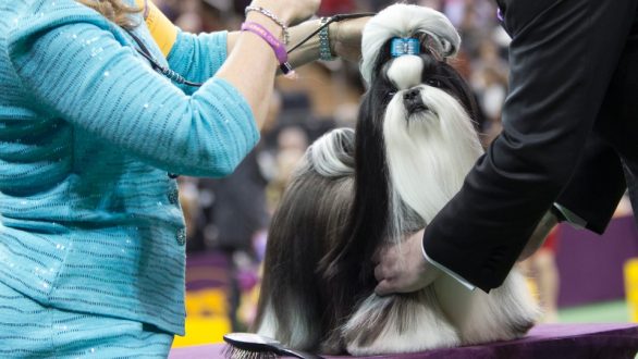 Καλλιστεία σκύλων στην 14η Ανθοκομική έκθεση Ορεστιάδας