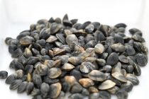 Πάνω από έναν τόνο παράνομα όστρακα κατασχέθηκαν στην Αλεξανδρούπολη