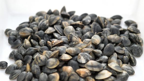 Κατασχέθηκαν 659 κιλά όστρακα, ακατάλληλα για κατανάλωση στην Αλεξανδρούπολη