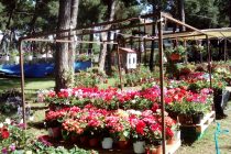 Βόλτα στα πεύκα… σ’ ένα λουλουδένιο πανηγύρι γεμάτο από χρώματα και μυρωδιές…