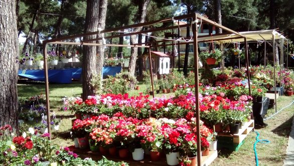 Βόλτα στα πεύκα… σ’ ένα λουλουδένιο πανηγύρι γεμάτο από χρώματα και μυρωδιές…
