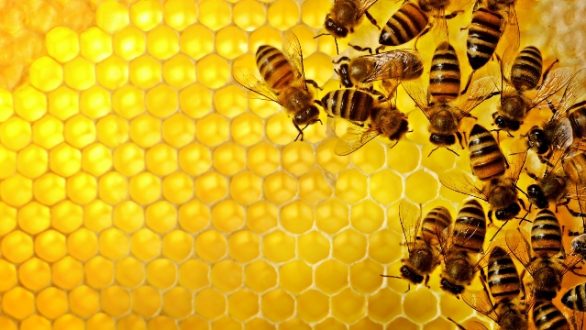 Tαχύρρυθμη εκπαίδευση μελισσοκόμων στο Σουφλί
