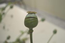 Συνελήφθη 55χρονος για καλλιέργεια υπνοφόρου παπαρούνας στην Ξάνθη