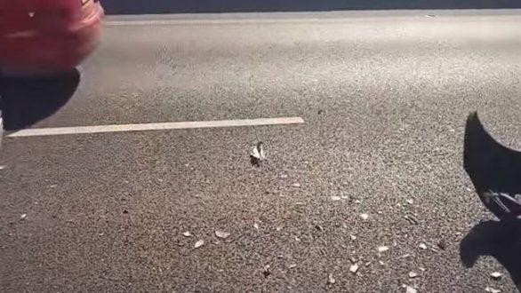 Πολύνεκρο τροχαίο στον Έβρο με διακινητές και μετανάστες