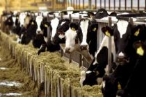 Διατηρούν τα δικαιώματα της Ενιαίας Ενίσχυσης οι κτηνοτρόφοι που επλήγησαν από οζώδη δερματίτιδα