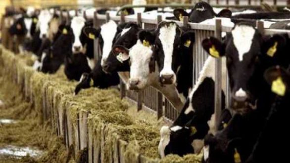 Διατηρούν τα δικαιώματα της Ενιαίας Ενίσχυσης οι κτηνοτρόφοι που επλήγησαν από οζώδη δερματίτιδα