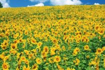 Το τραγούδι της εβδομάδας