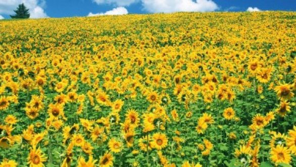 Το τραγούδι της εβδομάδας