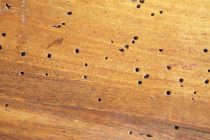 Πώς να αντιμετωπίσετε το σαράκι